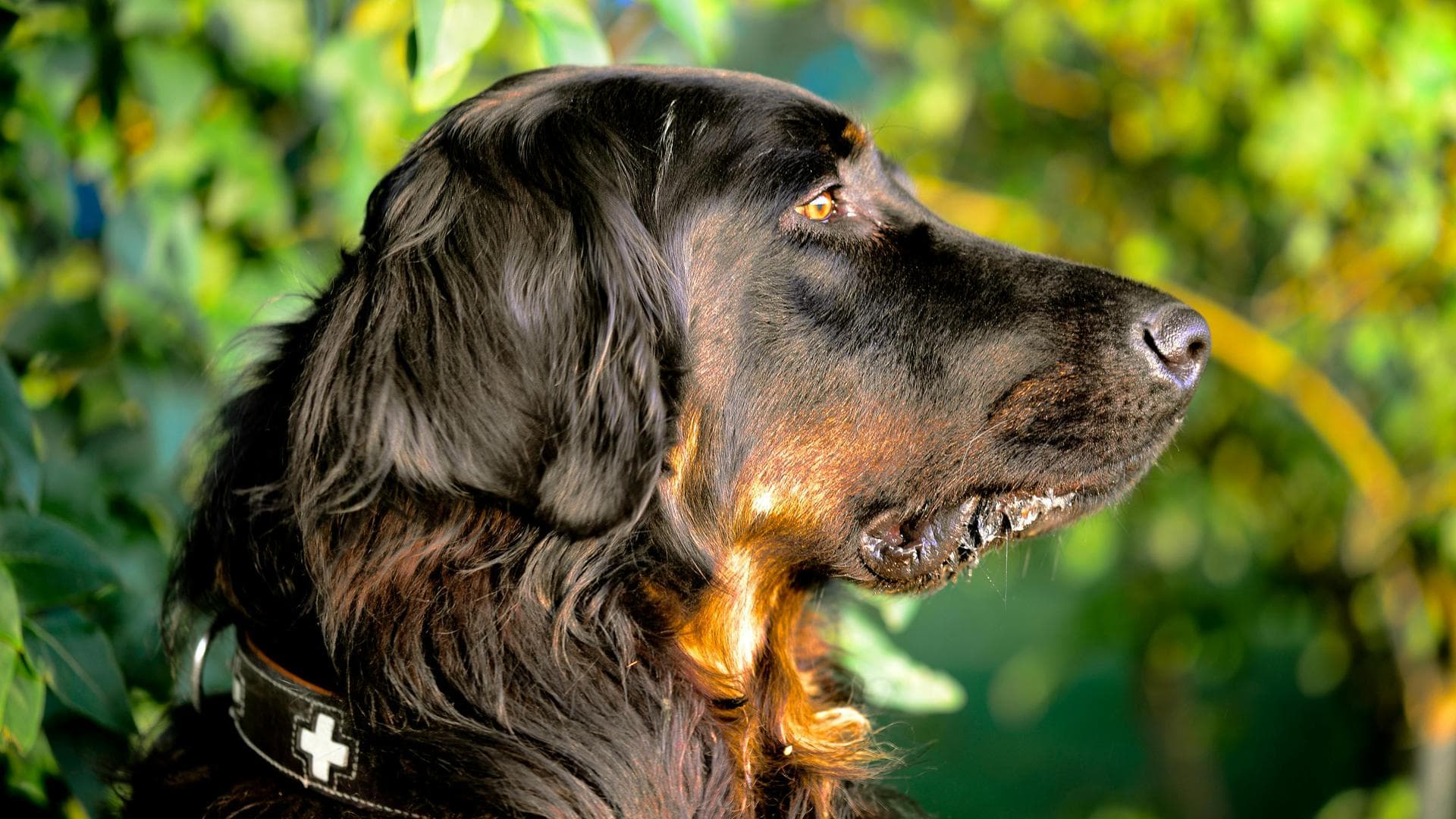 Dog & Cat Vets in Roswell
